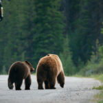 Kanada: Rockies roadtrip s fotografem