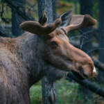 Kanada: Rockies roadtrip s fotografem