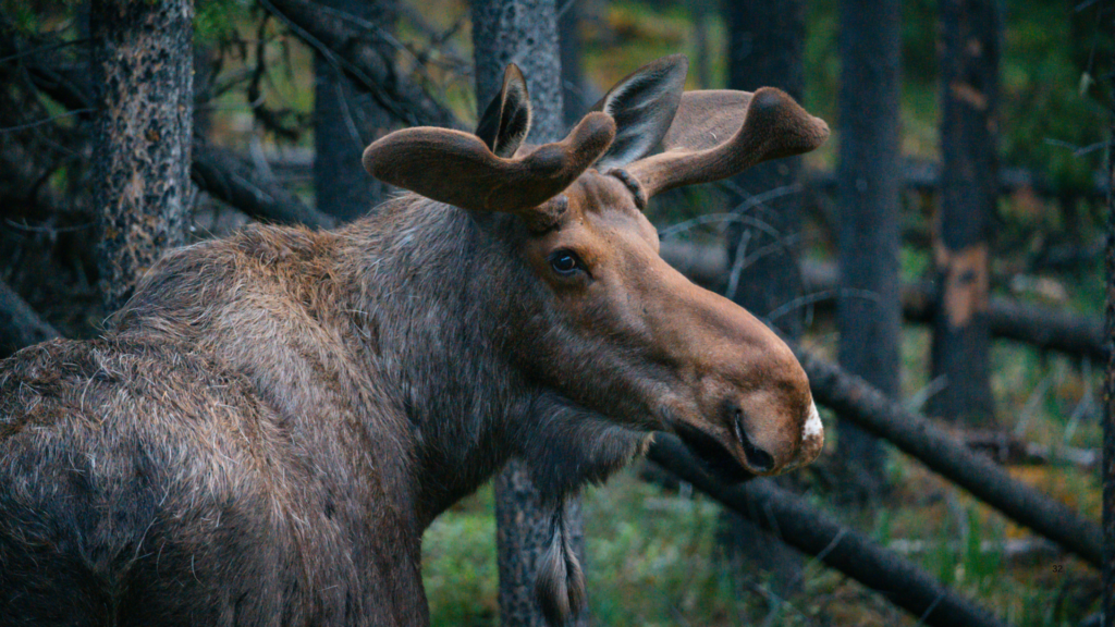 Zájezd - Kanada: Rockies roadtrip s fotografem