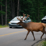 Kanada: Rockies roadtrip s fotografem
